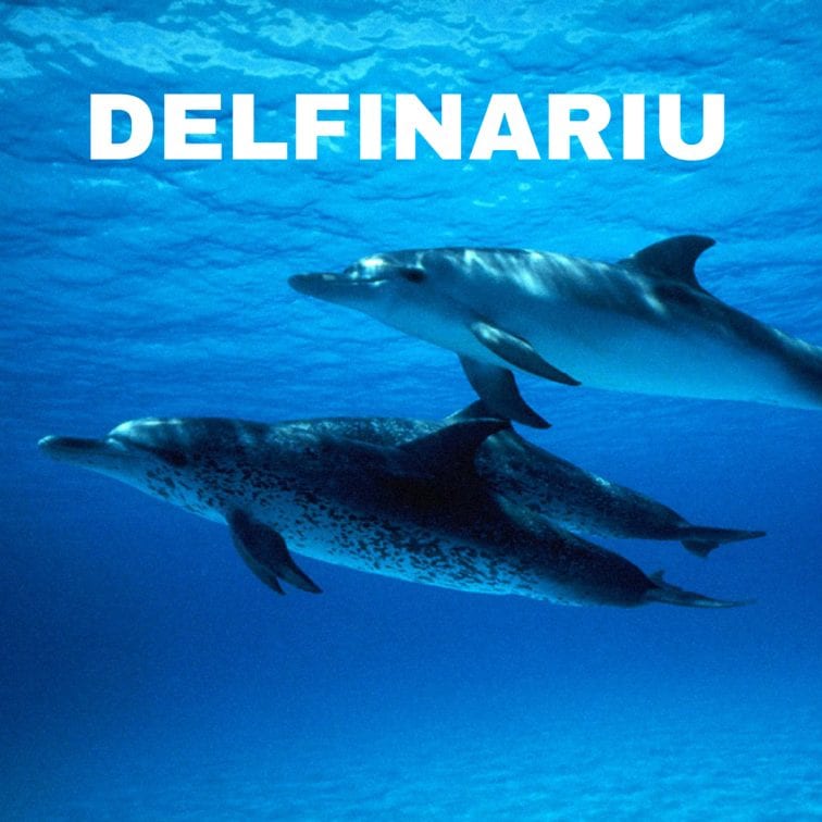 Delfini