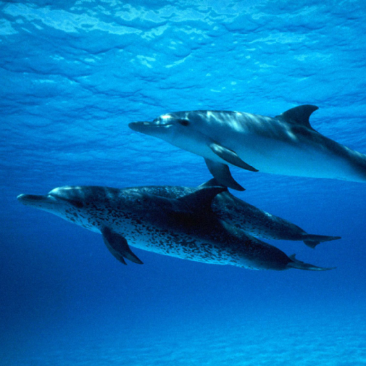 Despre animalele exploatate la delfinariu