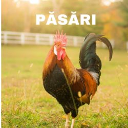 pasari