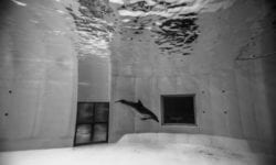 Delfin singuratic într-un delfinariu din Lituania