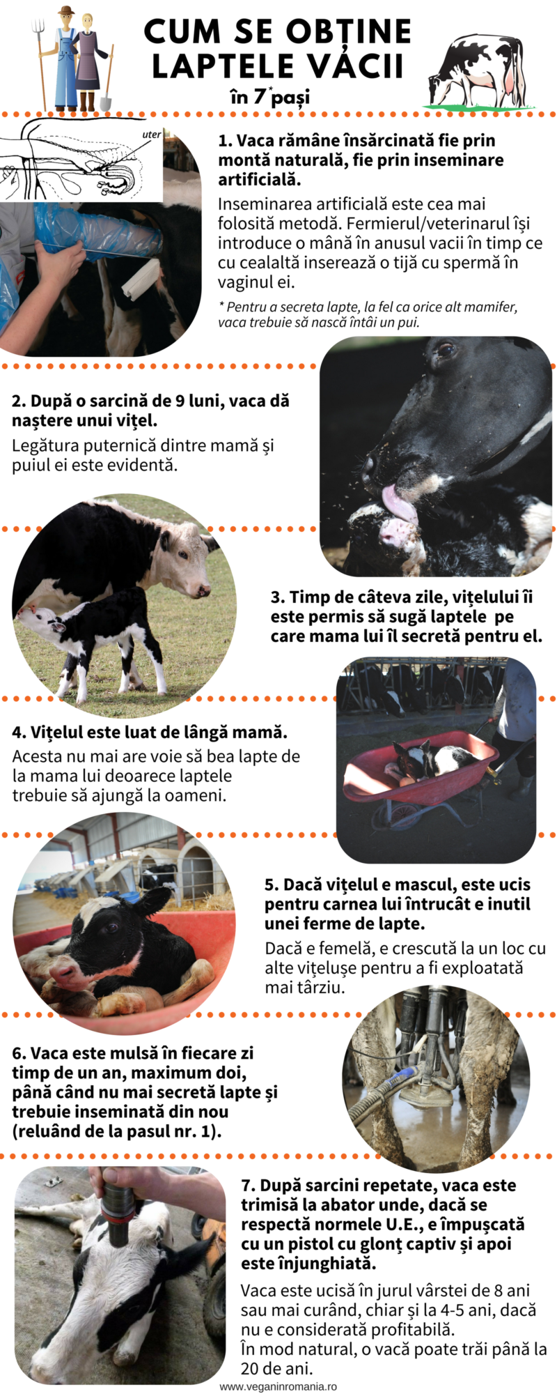 Infografic despre lapte. Surse foto: Jo-Anne McArthur / We Animals; Peter Mazurek