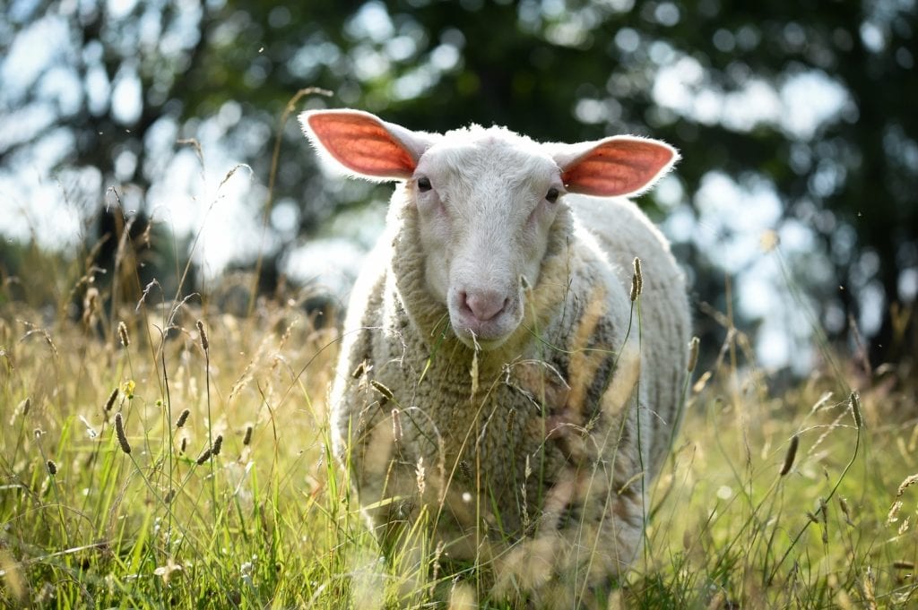 Summer - o oaie liberă la sanctuarul pentru animale Farm Sanctuary. Foto Jo-Anne McArthur