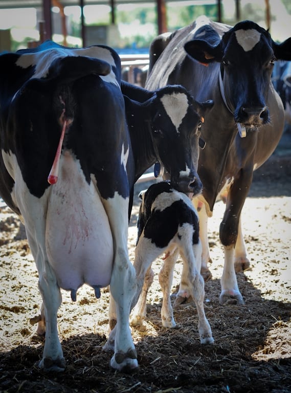 Fermă de lapte și de carne de vițel. Mama vacă, ce tocmai a născut, privește îngrijorată spre oamenii care de fiecare dată i-au furat puiul. Foto: © Jo-Anne McArthur / We Animals
