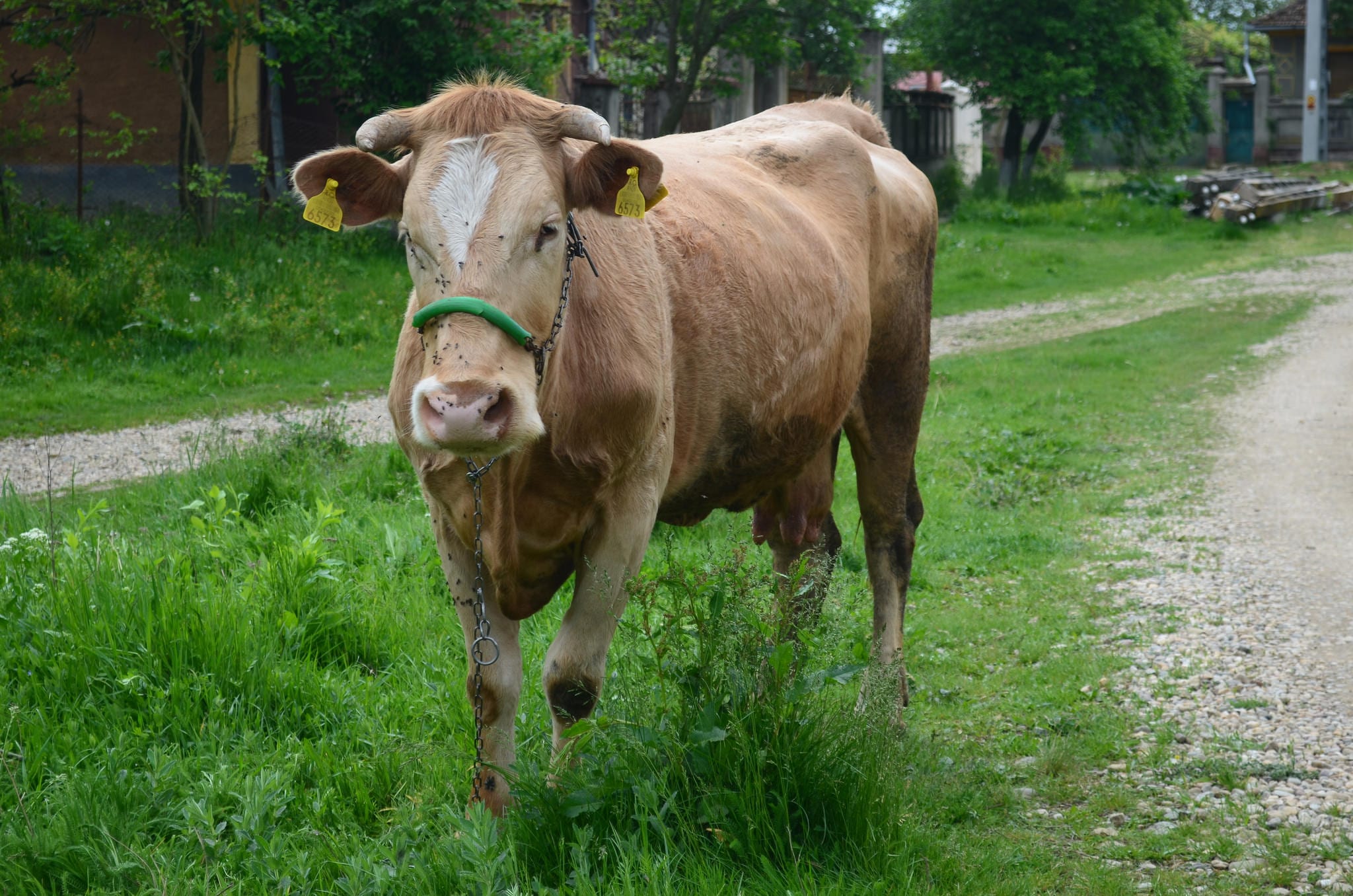 O imagine comună la sate: animale in lanțuri, neingrijite, murdare, tratate ca simple obiecte. Această vacă își petrece întreaga zi în lanțuri, a fost separată de puiul ei care a fost trimis la abator, unde va fi și ea trimisă când producția de lapte îi va scădea.